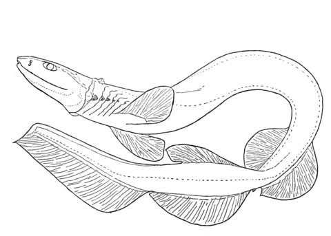 Frilled Shark Coloring Page